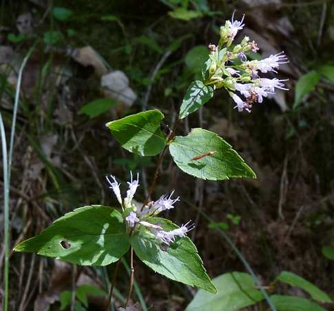 {Cunila origanoides}